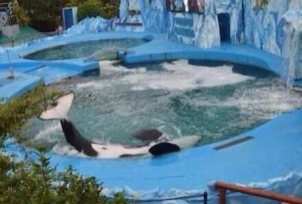 SusanSarandon's tweet image. Please sign petition to rehabilitate &amp;amp; release Kshamenk back into the wild. change.org/petitions/pres…