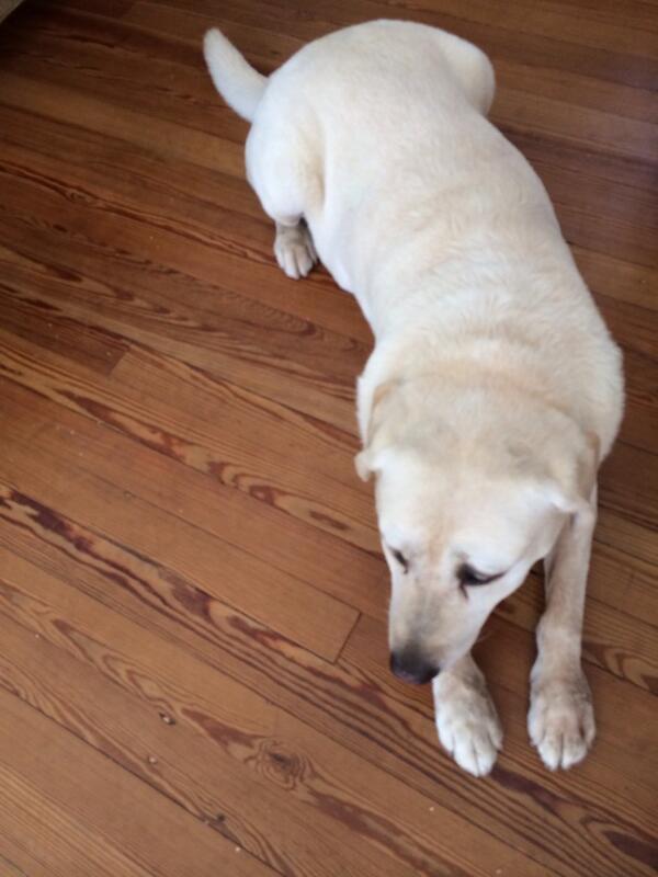 marley_ok's tweet photo. Feliz cumple al perro más bonito de todos @Wylie_ok http://t.co/I87uF1jsol