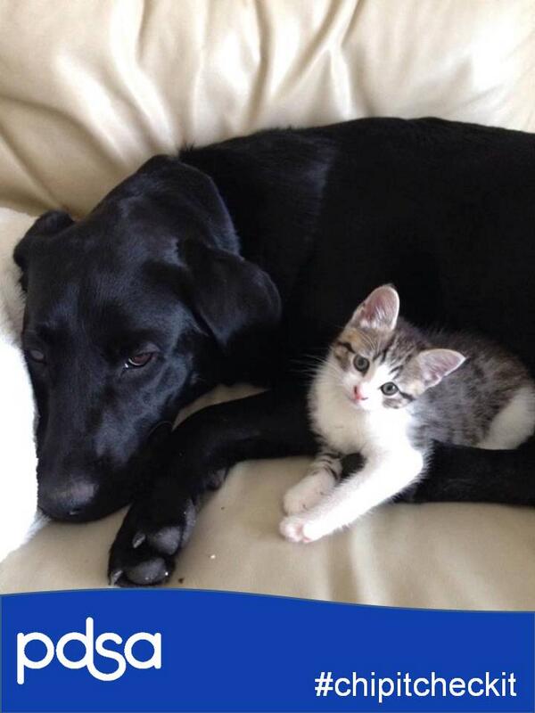 PDSA_HQ's tweet photo. Did you know it was National Microchip Month? Look out for #chipitcheckit #NMM http://t.co/STeFTPq5rC