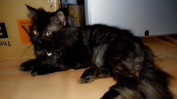 Meo