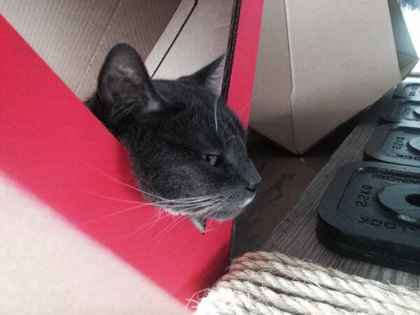 cat_chitecture's tweet image. Copy Cat. #catchitecture #catsofinstagram