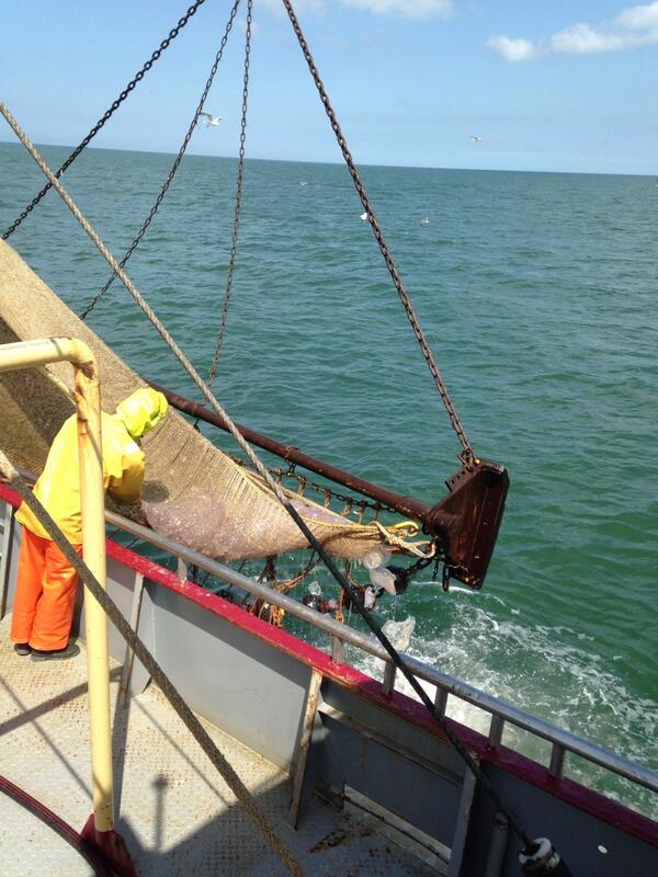 De kwallen zijn nog niet weg