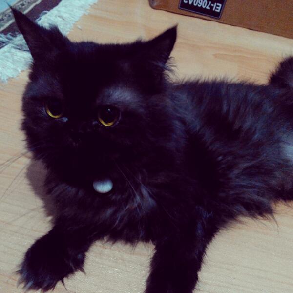 Meo