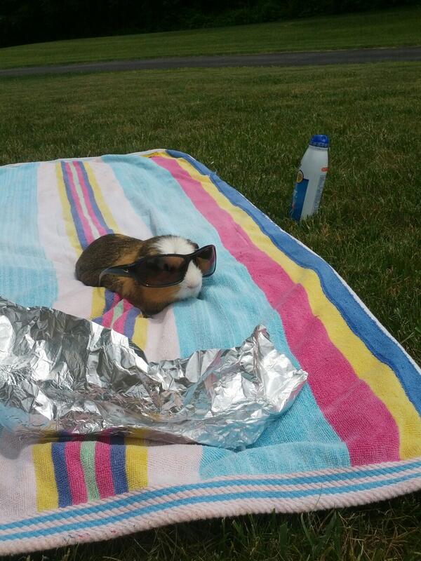 WhereIsMyGuinea's tweet photo. #whereismyguinea tanning http://t.co/vaSkiSclOK