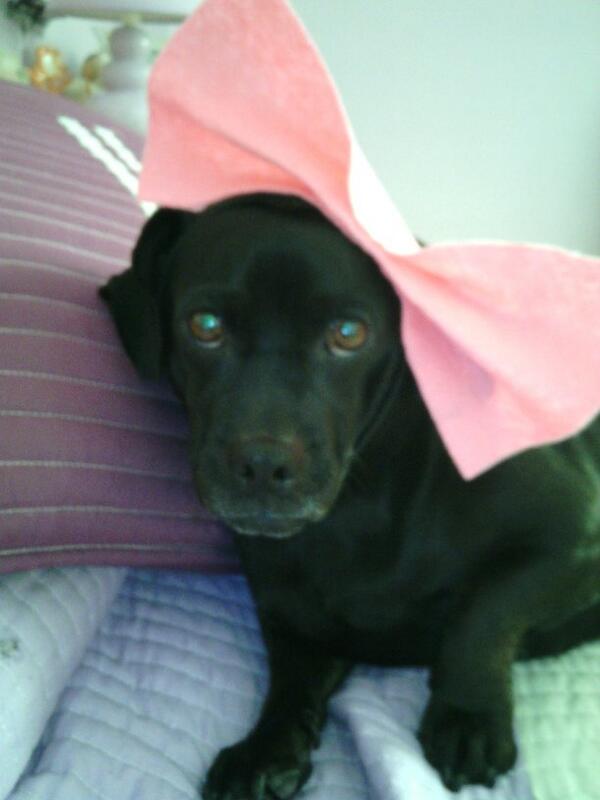 MartaCH1996's tweet photo. Mi peque:) http://t.co/Wfnq9StoGK
