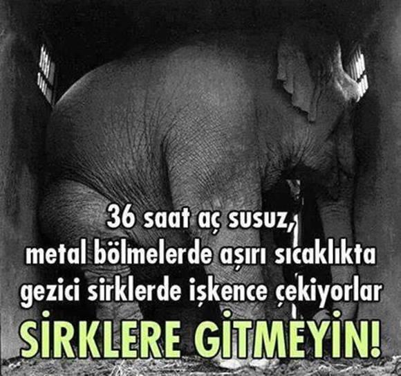 Hayvanların acıları eğlence değildir...
#HayvanlaraYapılanZulmeHayır