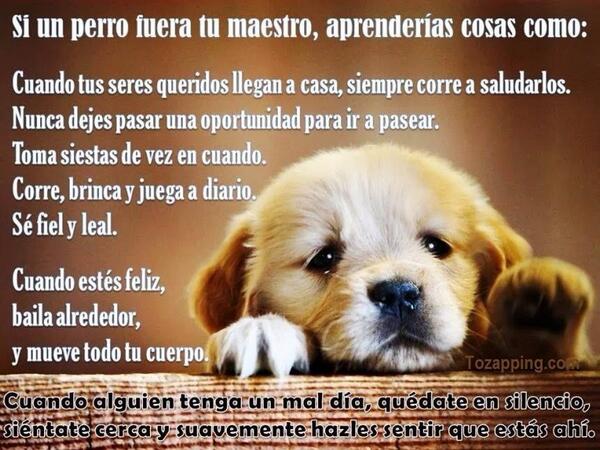 DankroftK9's tweet photo. Si un perro fuera tu maestro... http://t.co/sdWefzVK3Y