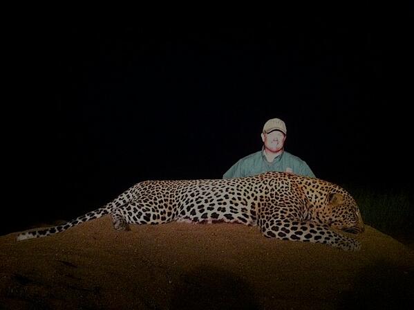 safari_classics's tweet photo. Great news from Africa! @TeamHornady's Neil Davies harvested a great leopard at Chifufti's Nuanetsi Conservancy! http://t.co/Jn73J3Wmfa