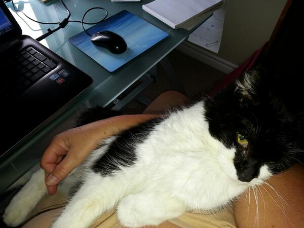 ShanaGray_'s tweet image. Good thing I don't use my hands to write. This little helper doesn't make it easy #catlove #purringmachine