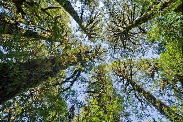 sinrepresas's tweet photo. Estos árboles no se cortan. #chaohidroaysen Patagonia sin Represas! http://t.co/nKvkVN4Hpj
