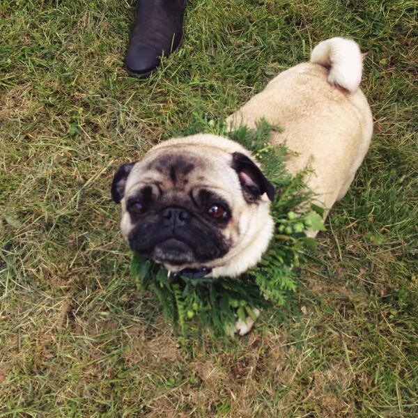 Roo the Pug tweet media