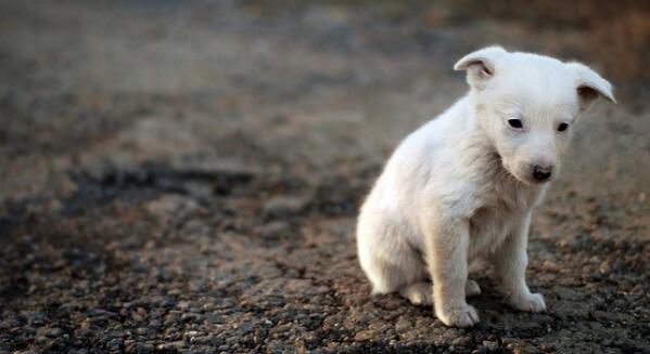 antena3com's tweet photo. El gobierno ultima la ley de mascotas para minimizar los abandonos de animales http://t.co/J5d1XC2VNp http://t.co/Li251okjbV