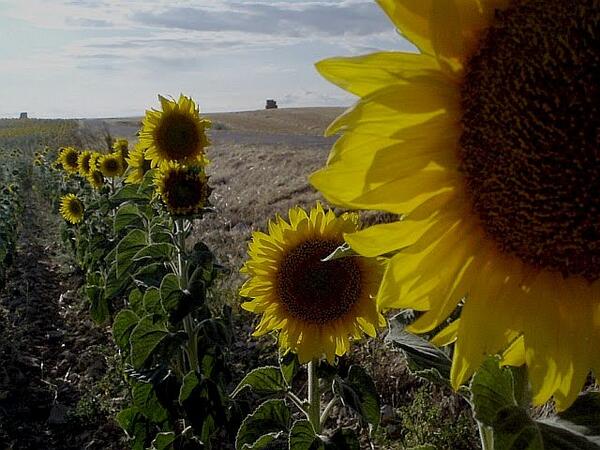 eltrasmonte's tweet photo. Girasoles. Villafruela #flipaconburgos http://t.co/dACSWwB9zz