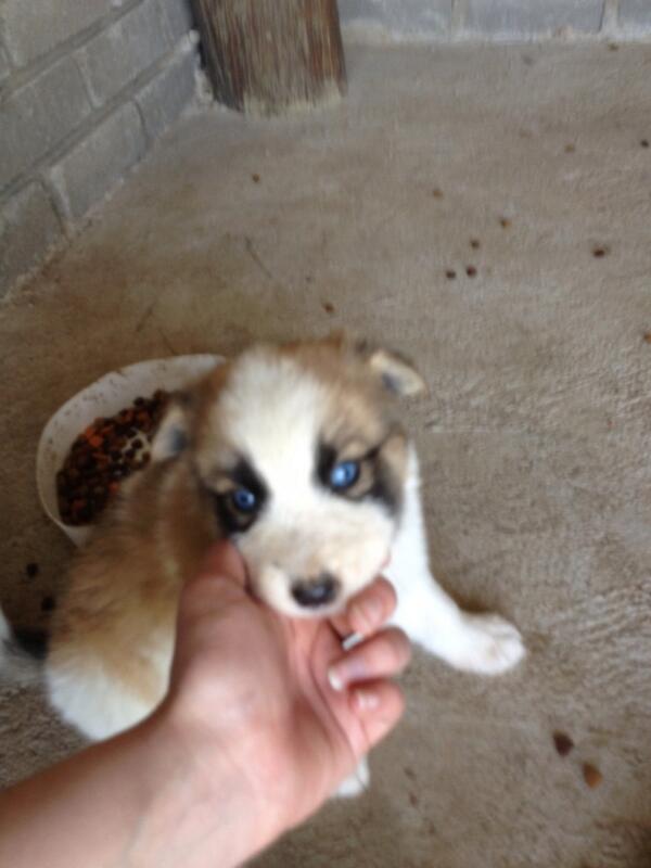 book_birdy's tweet photo. My pup when he was still a wee little baby! #ilovemyhusky http://t.co/JYv9ndZaxT