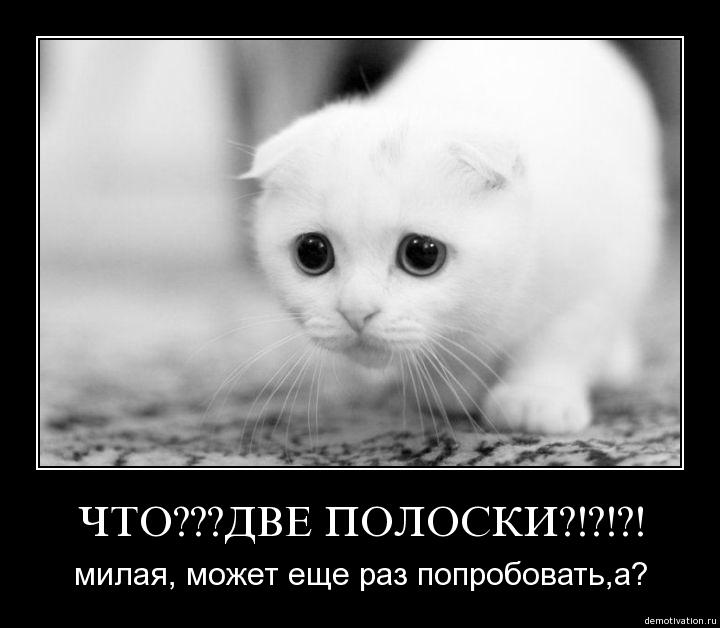 Картинки с надписью я же пушистая