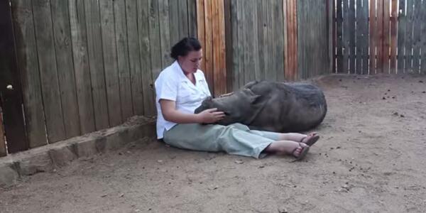 muschifuss998's tweet image. Orphaned baby #rhino afraid to sleep alone after mom killed by #poachers
huff.to/1llq6ZA   via @HuffPostGreen