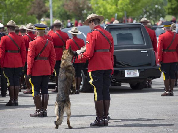 globalhalifax's tweet photo. K9 dog Danny sniffs the stetson of his fallen partner Const. Dave Ross today. (Andrew Vaughan/The Canadian Press) http://t.co/B8LWfDyTc0