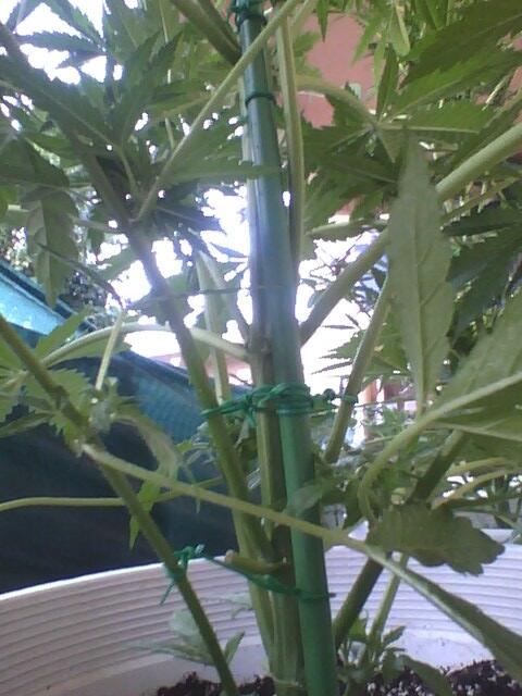 rosso_victor's tweet photo. Mis auto royal cheese.Con su tutor todas las ramas que carguen bien.@limonerasmanera @RoyalQueenSeed @HuertodePepito http://t.co/5JadYSoWHc