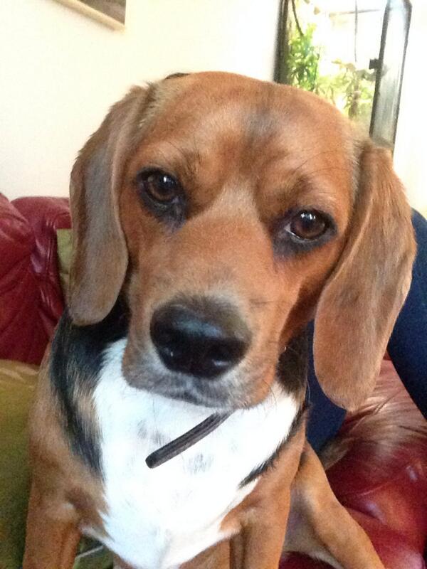 Don't I look good 🐶 selfie