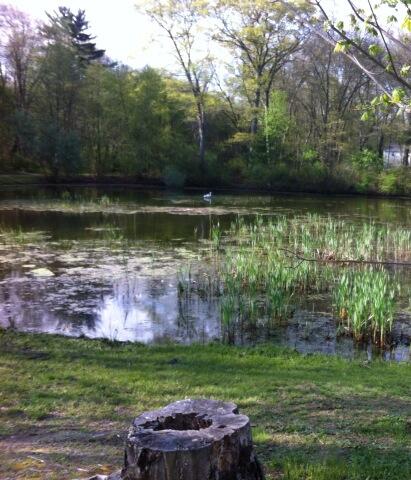 MinecraftMom247's tweet image. We all need green space in our lives. A few steps from home, this is where I go to clear my mind. How about you?