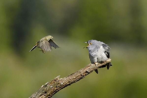 _BTO's tweet image. How about this stunning image by Edmund Fellowes of a #Cuckoozilla being fed by a Meadow Pipit? #SpringWatch