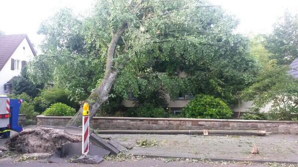 Unter anderem solche Bäume müssen "klein" gemacht werden.