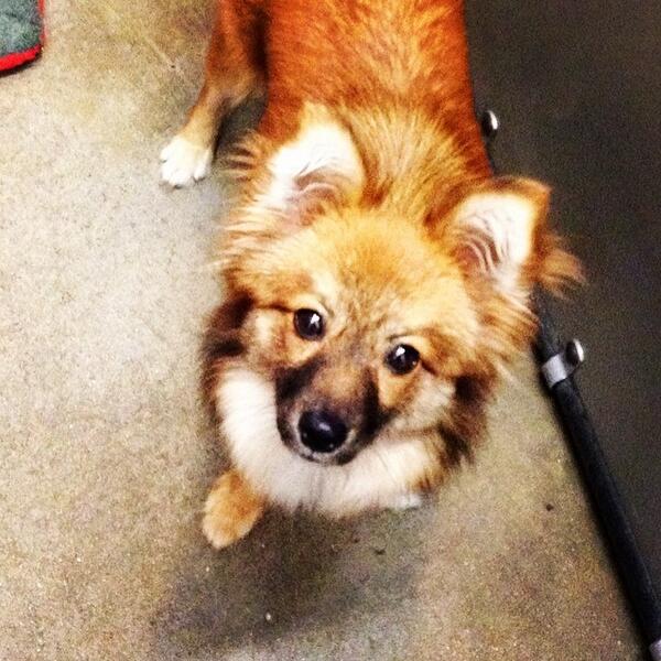 AnimalLeague's tweet photo. A wild #Eevee has appeared! Will you adopt this #Pomsky type puppy? Let #GottaCatchEmAll be #AdoptEmAll instead. http://t.co/pR82jJh1tA