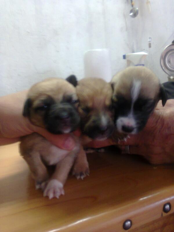 "3 hembras fueron abandonadas en una caja y buscan hogar en Bernal!! " uno p <a href="/Cevillasa/">Ceci Villasana</a> y otro p el depar <a href="/luligobbi/">Lucia Gobbi</a>