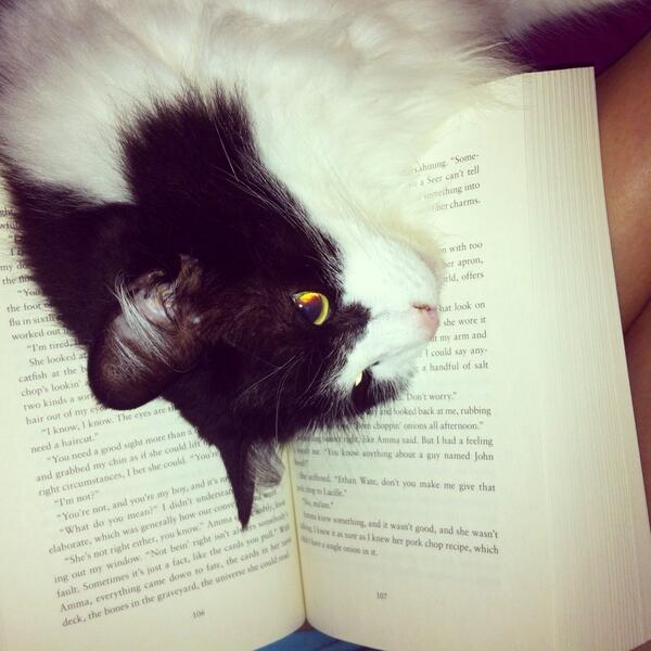 ForQuotingBooks's tweet image. #BeautifulDarkness #cat