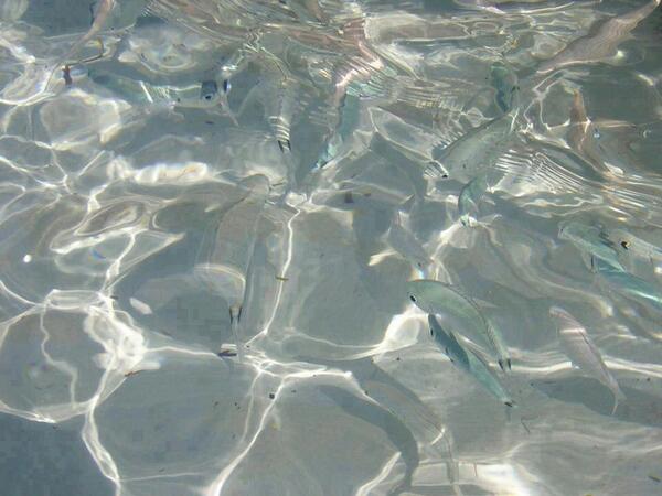 Visit Djerba tweet media