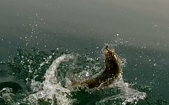 BurlingtonBass's tweet image. Erie was flat and on fire today. 35-50 feet on #dropshots #smallmouth #guidedtrips #langsportfishing