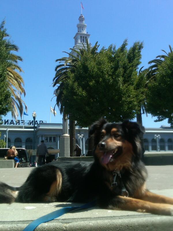 ktrey29's tweet photo. @RoverSFO Rookie is enjoying the #DogDaysofSummer at the Ferry Building on a warm, SF afternoon! http://t.co/hE3Q8NZ50d