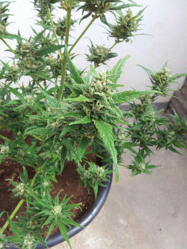 Viicky_19's tweet photo. Verde, que te quiero verde:$ http://t.co/ePuCoQuBYS