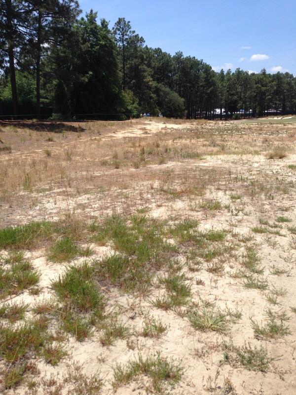 jleishmangolf's tweet image. Pinehurst redesign has gone native. Doesn&apos;t mean @usopengolf won&apos;t still be rough. #completetest
