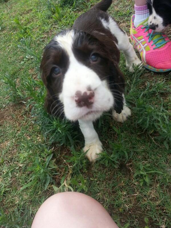 FandomShwegger's tweet image. @FatalTriforce64 Look at this puppy then!