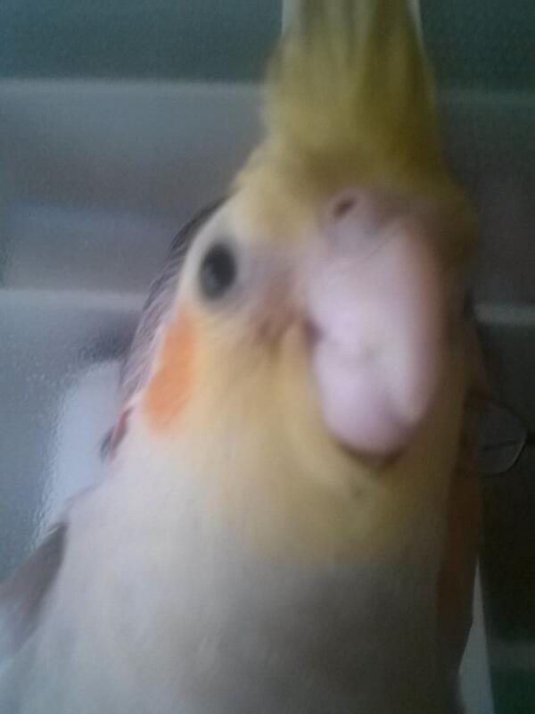 harmstrong_hal tweet picture