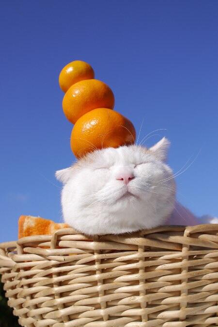 猫にみかんを与えてはいけない 猫にとって危険な理由とは ねこちゃんホンポ
