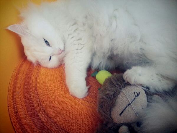 withanimal79's tweet photo. ★고양이를 찾습니다 김두부 4살 여 하얗고 코,발바닥은 분홍색입니다.겁이많고 낯선사람이 만져도 하악질도 안해요 경기도 화성시 향남읍 한우물주공휴먼시아6단지 010-2474-5812 010-6817-1027 http://t.co/1fWg0q6eG0