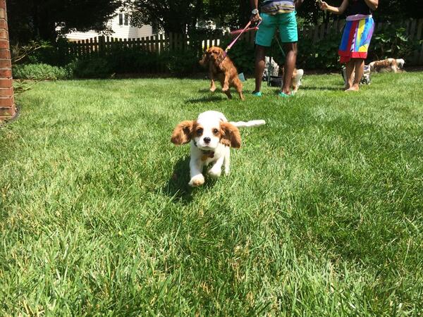 RandomDCguy's tweet image. @ProjectCasting  hello.  Do you all do #dogcasting ?   Have a photogenic #cavalierkingcharles :)