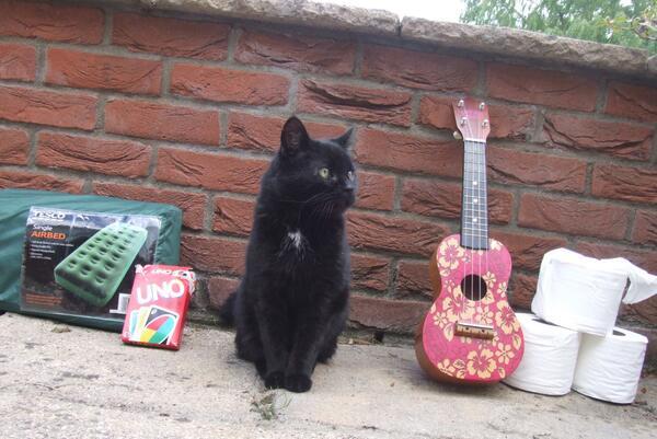 MYSADCAT's tweet photo. My cat is sad because he's been sitting here trying to hitchhike to Glastonbury for hours but nobody will pick him up http://t.co/c5qFENRB8o