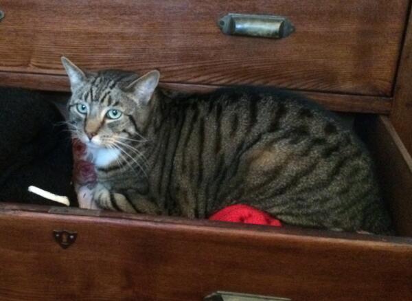 HelpMeFindMax's tweet image. Thanks for the love &amp;amp; support. Lost in #Pimlico 2 mths &amp;amp; it's getting harder to keep believing I'll find my way home.