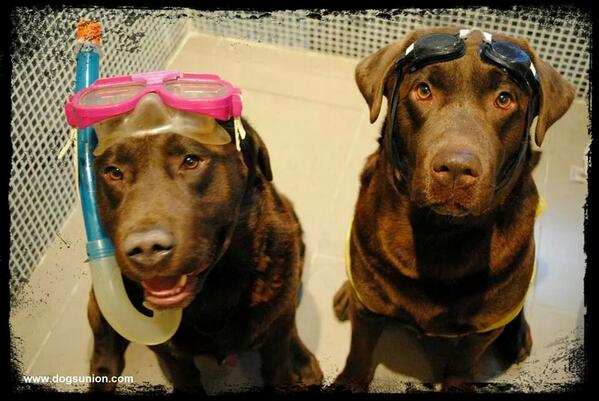 DogsUnion tweet picture