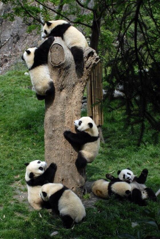 _Paisajes_'s tweet photo. Retweet si logras ver los 7 Pandas. http://t.co/BItqSp5Jf3