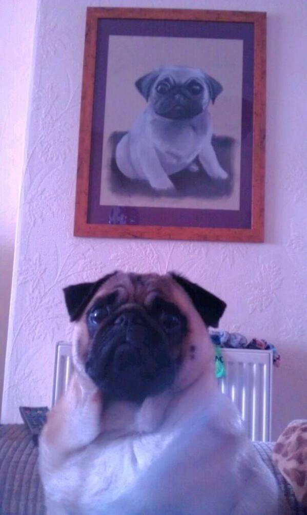 PugArnold's tweet photo. Not sure about my mummys birthday present..... http://t.co/w2PyXU9dpr