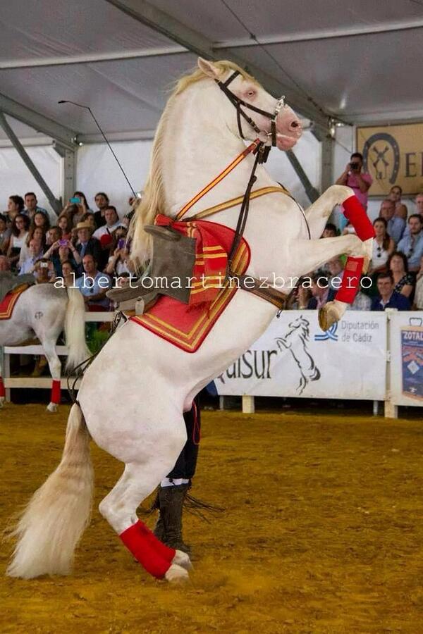 taurinadeevento's tweet photo. "El Arte de Andalucia a Caballo" el mejor espectaculo ecuestre-flamenco! @ubedabaezaturis @ubedarte @ubeda_twitt http://t.co/6MksEtZziH