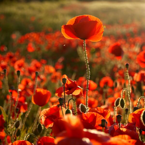Bassetttweet's tweet photo. Poppies in Bristol #photography http://t.co/HTwiaWI26I
