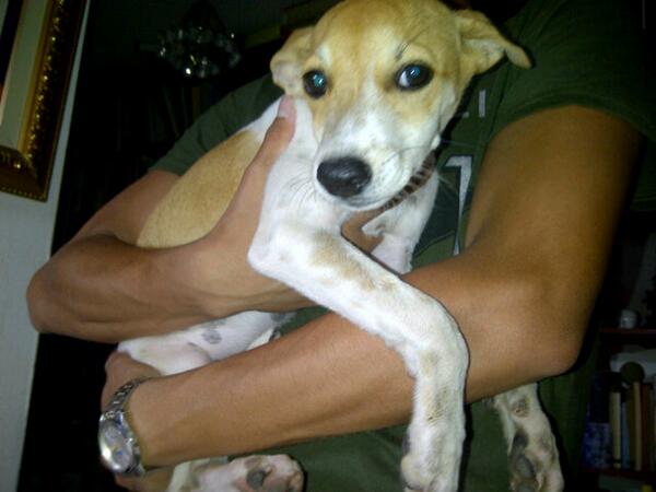 andreac03501842's tweet photo. @gabytenre cachorrita aproximandamente 4 meses en adopcion. 04120650291 http://t.co/24cYWEW1gX