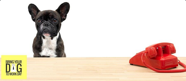 rickygervais's tweet photo. Donate £2 to Bring Your Dog To Work Day in aid of 3 amazing charities http://t.co/b4TTimnpGK http://t.co/VfezvhSbxs @AllDogsMatter