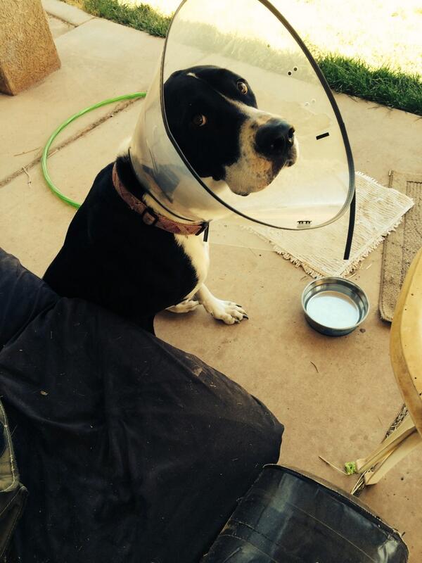 Tcummings22's tweet photo. Haha my poor doggy http://t.co/bMWke3pAdD