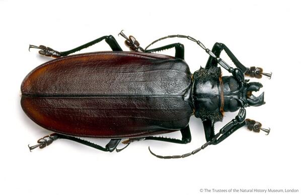 Ενσωματωμένα permalink εικόνα